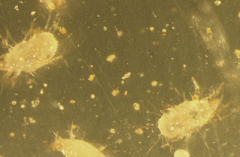 Recent Samples Diagnostician Extension Entomology Kansas State