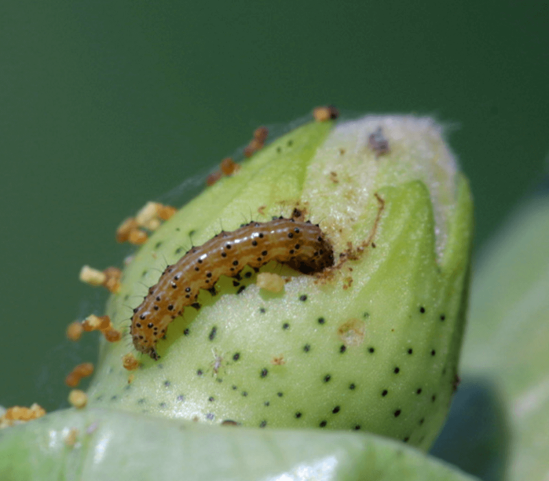 larva