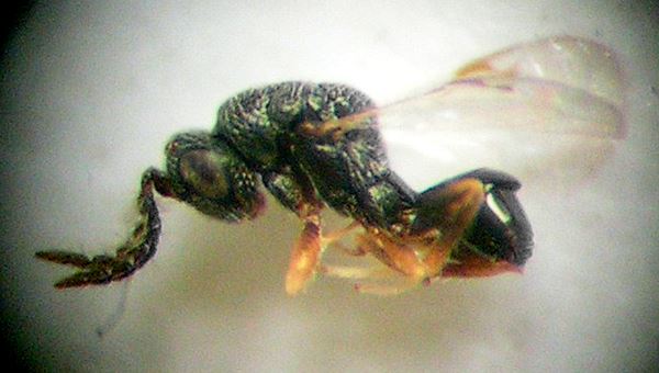 Seed chalcid adult