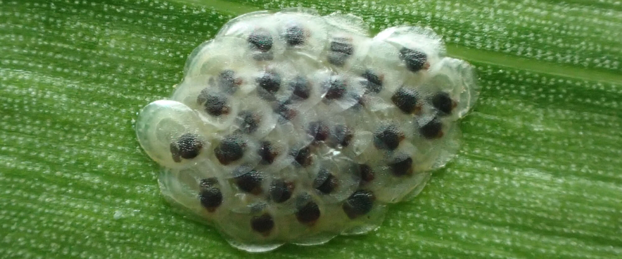 European corn borer eggs.