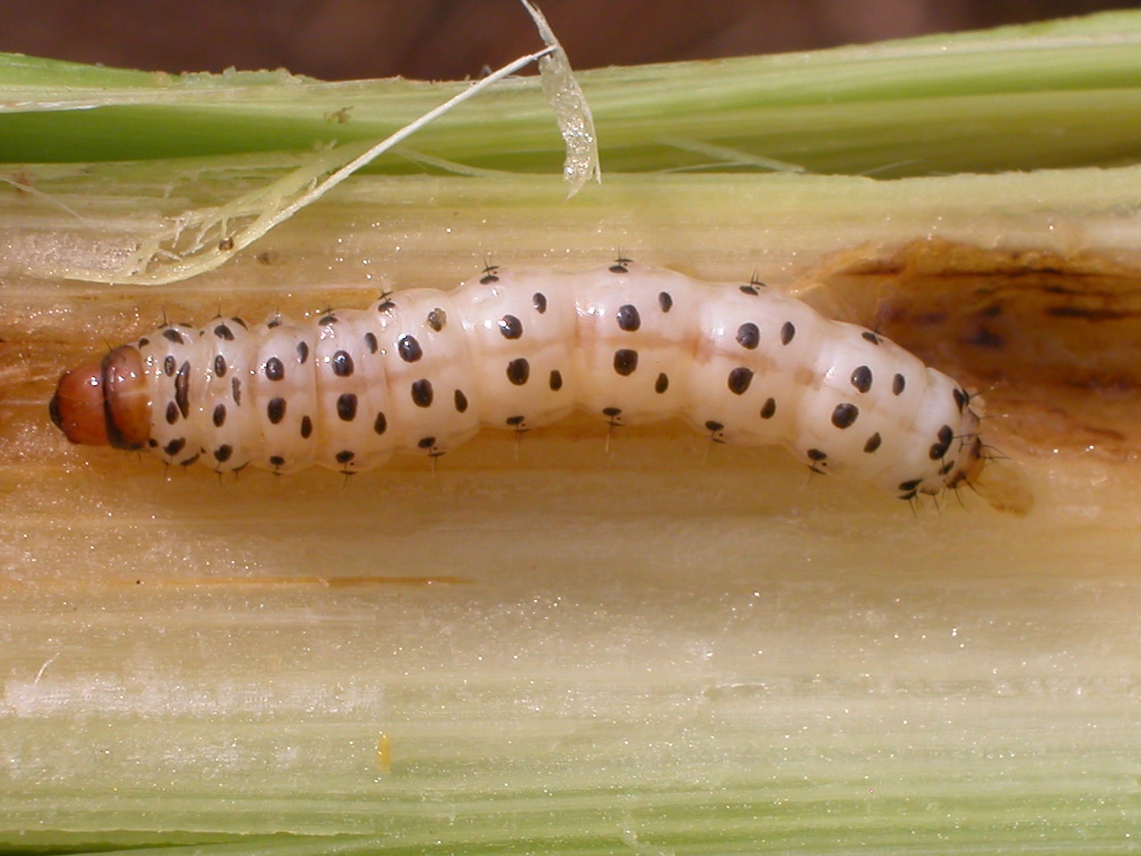 SWCB larva