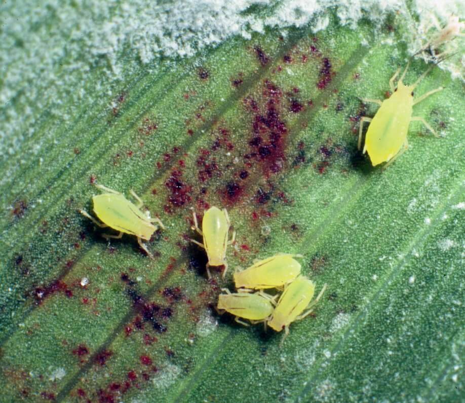 GBchloroticLesions_AltonSparks