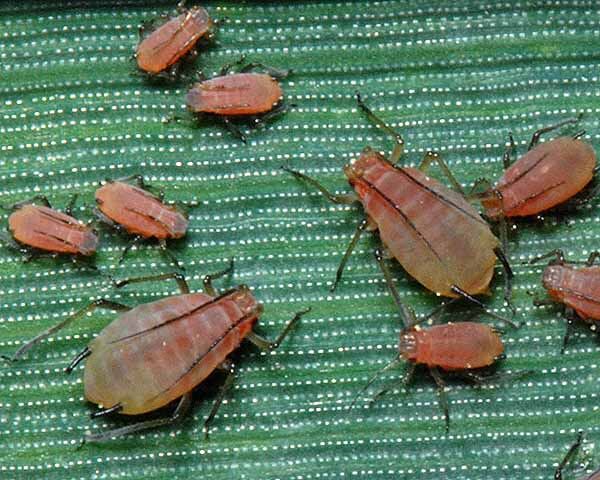 extension_content>S avenae2.jpg