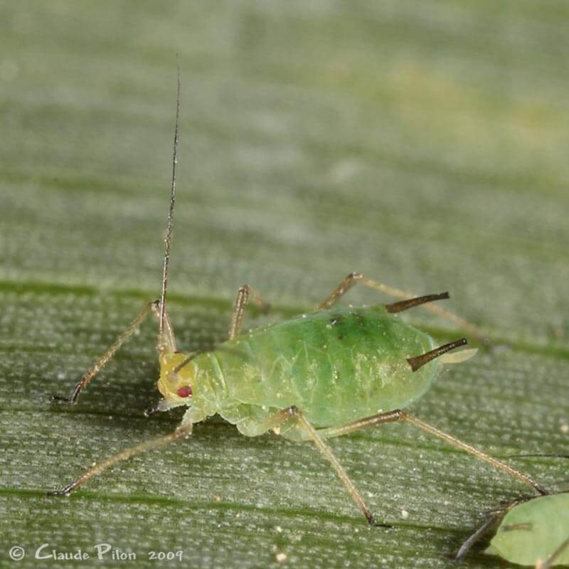 extension_content>S avenae2.jpg