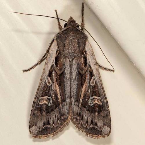 Army cutworm adult