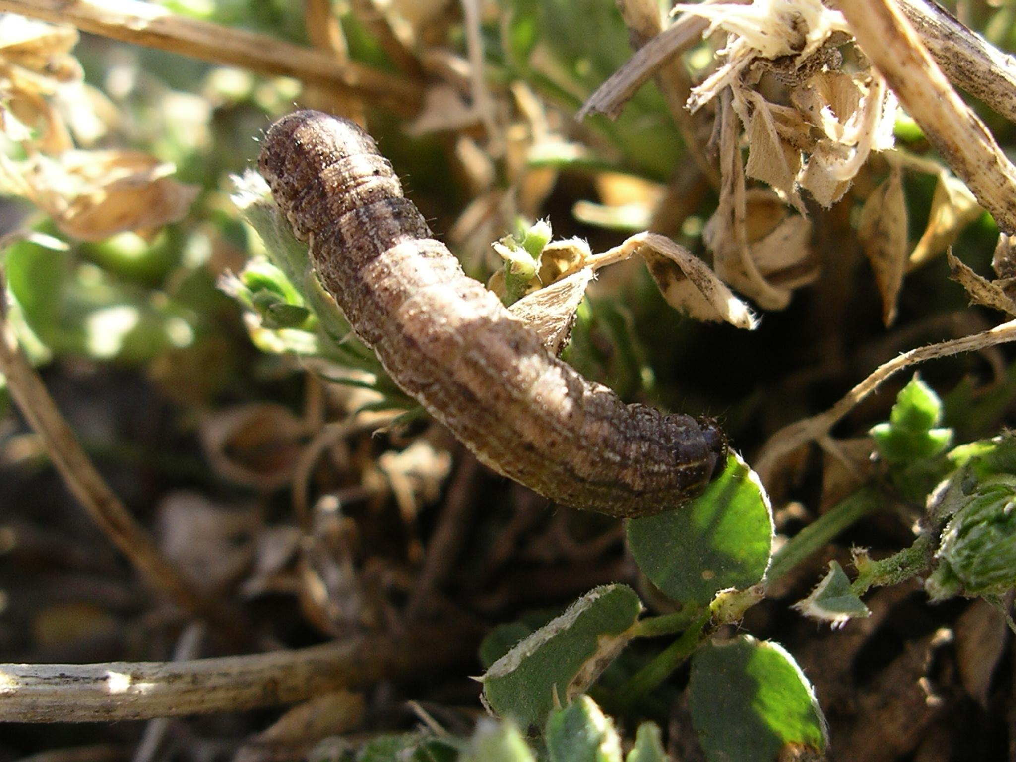 Army Cutworm Larva