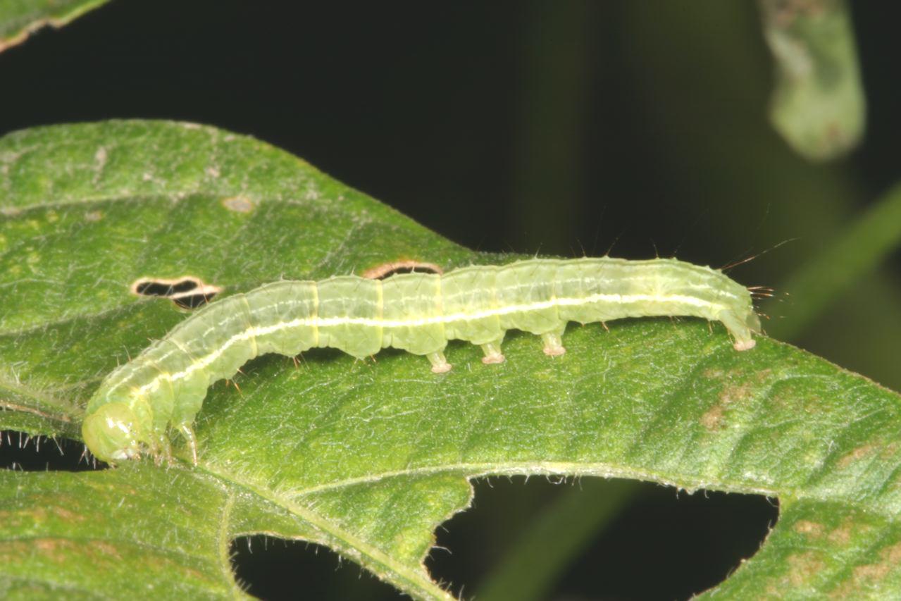 GCW Soybeans Crop Pests Insect Information Extension