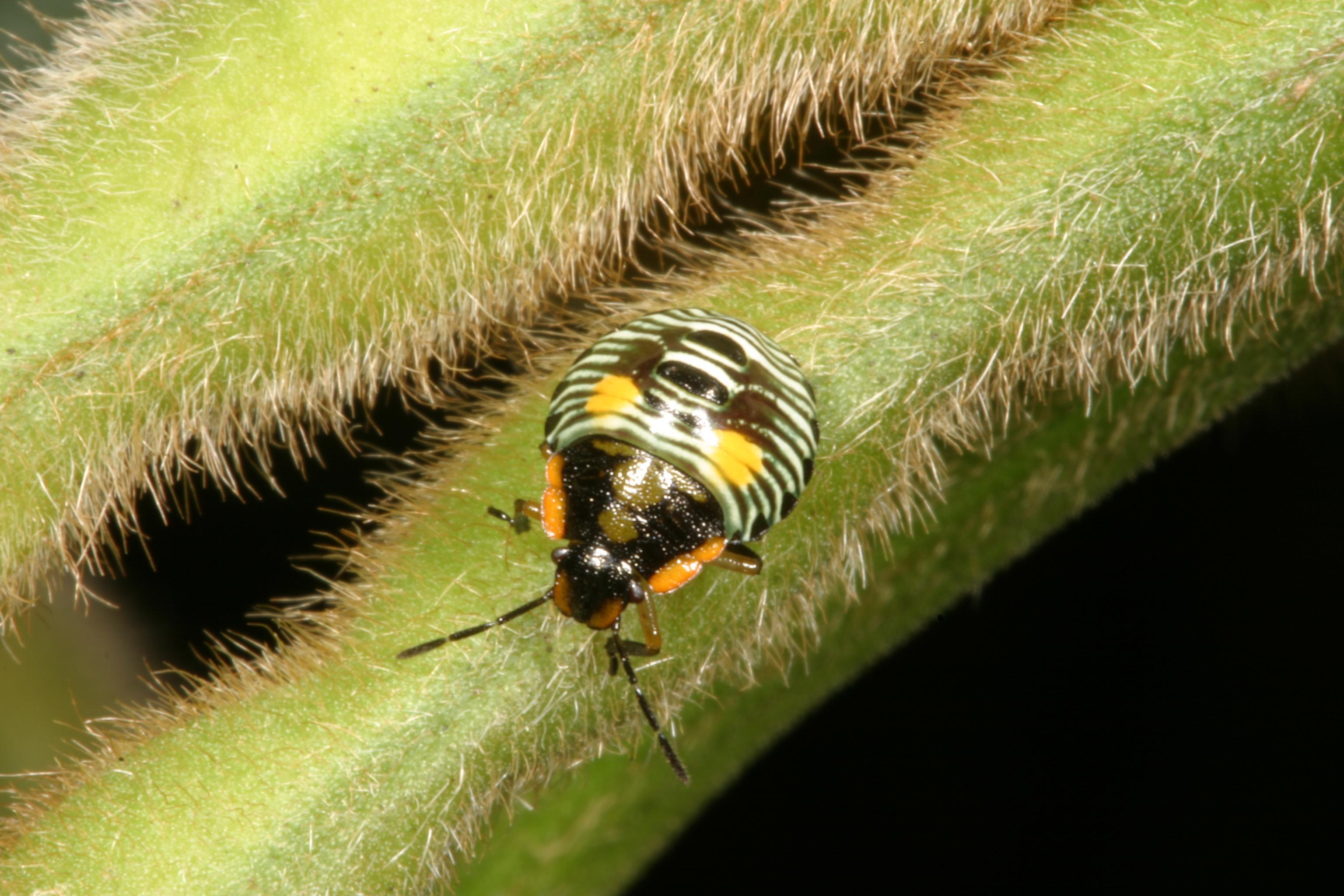 StinkBugs Soybeans Crop Pests Insect Information Extension
