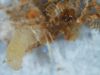 Clothes moth larva