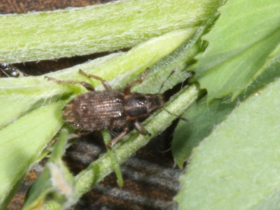 Insect Photo Gallery Home