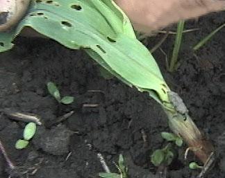 Billbug2 | Corn | Crop Pests | Insect Information | Extension ...