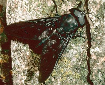 Diptera | Insect Orders | 4-H and Youth | Extension | Entomology ...